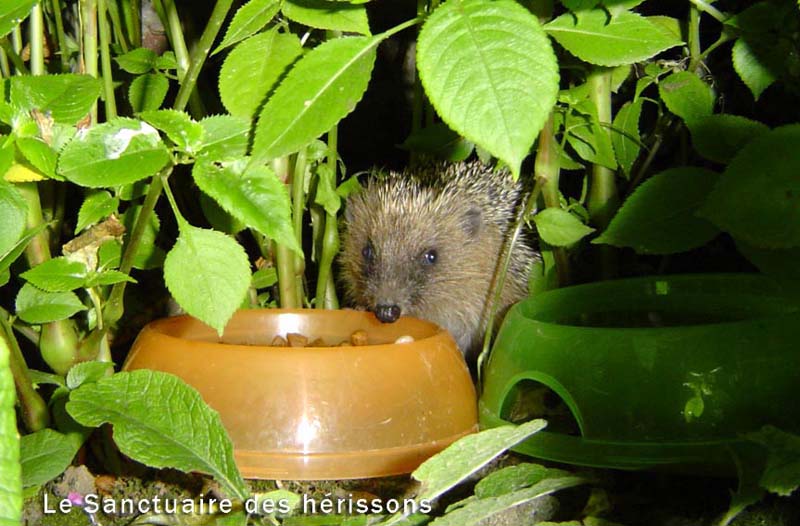 bherissonsma03(joelle)