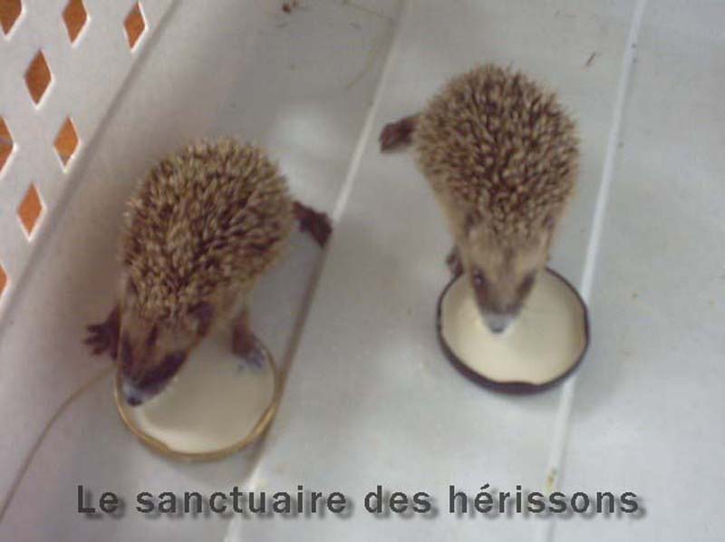 ernesto+et+camillio+0804