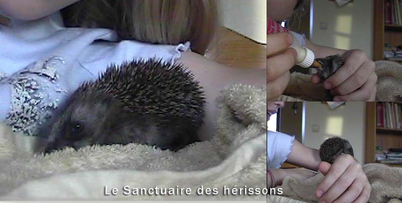 hamish-4(annegaller)