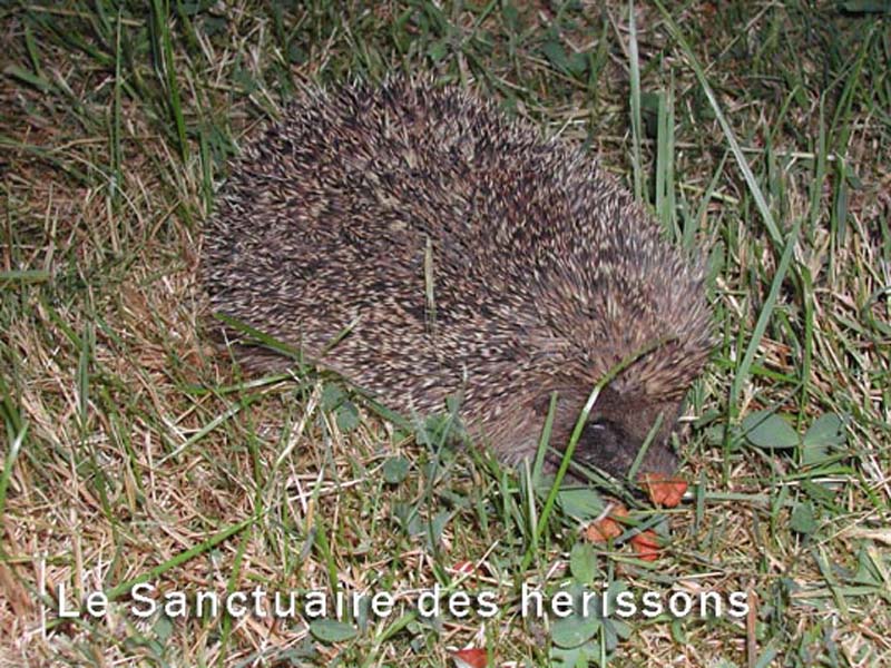 hectorjuin04(alexa&philippelacroix)