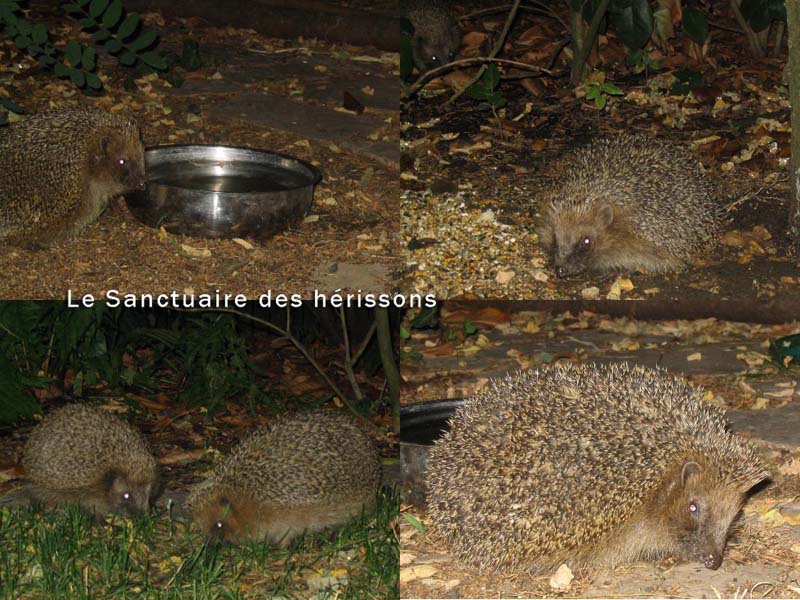 herisson032(sandraspadaccini)