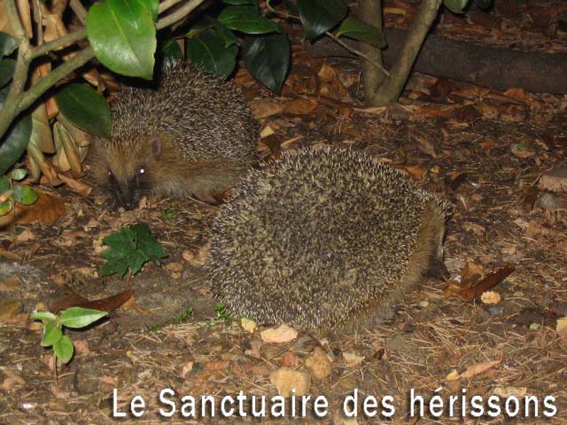 herisson04(sandraspadaccini)