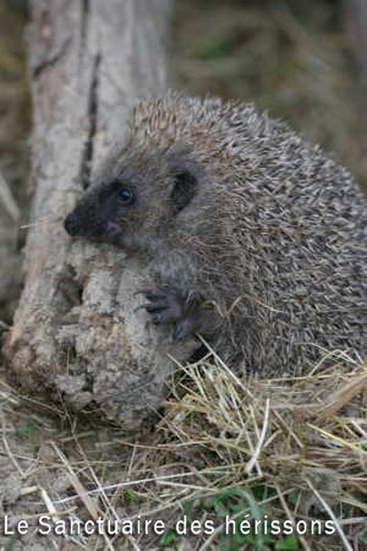 herisson12(hubertbasle)