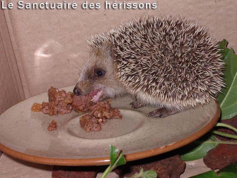 imgp1634(gaellerocco)