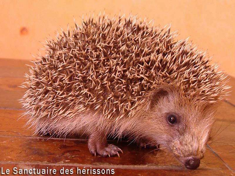 imgp1729(gaellerocco)