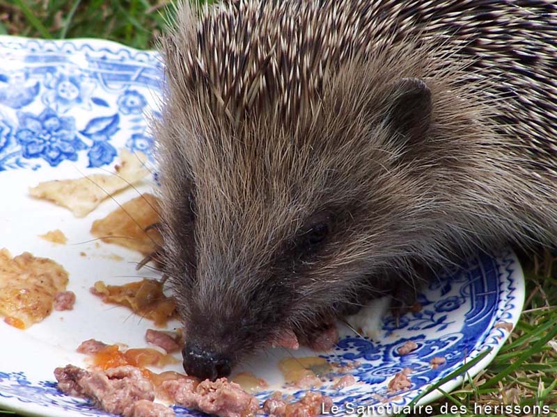 lassietteestpresquefinie(jean-louismalard)