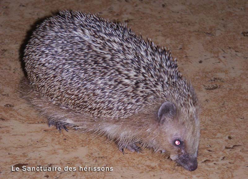 pict0209(petit-bruce)