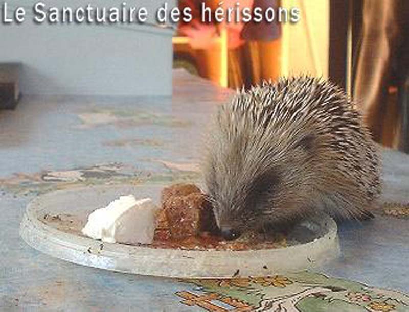 pikosmall(centredetourismeequestrelalandelle)