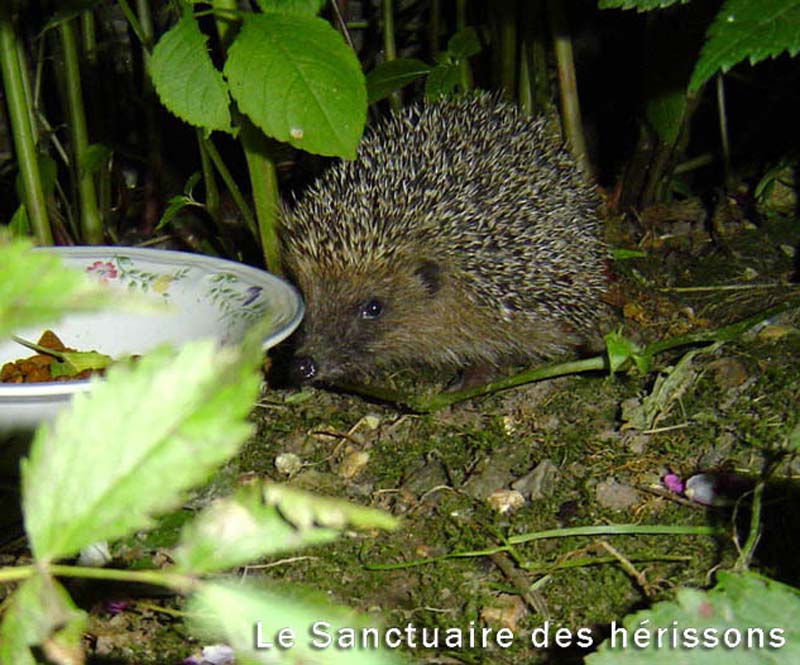 repas_du_herisson(joelle)