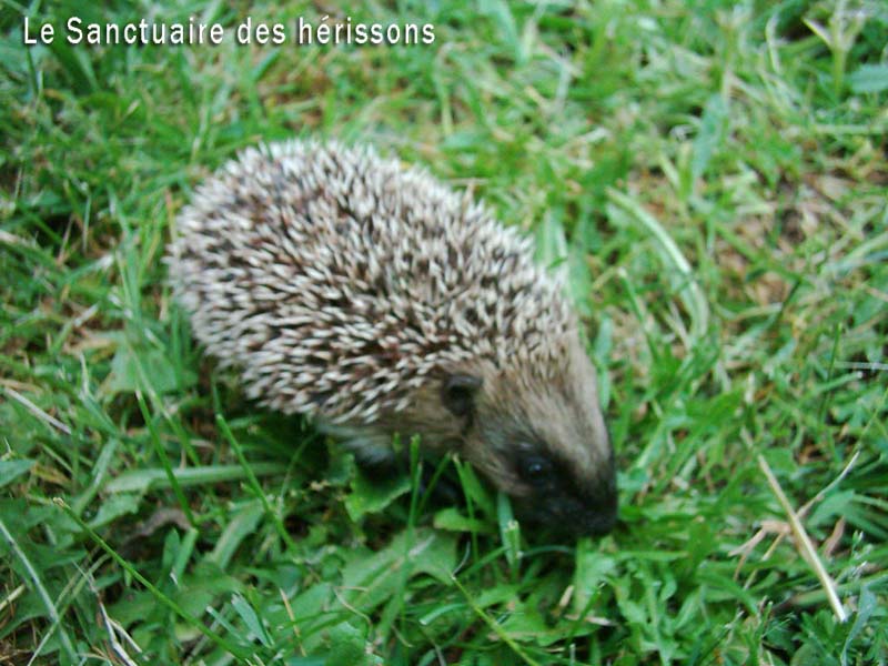 samedi29mai2004(sylvie)