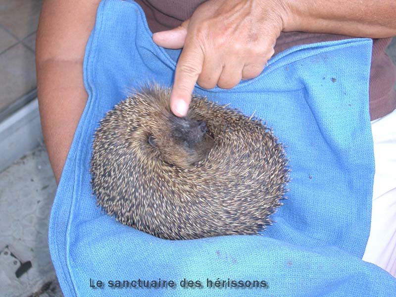 saucisse1057(reneeflori)